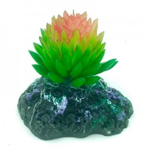 AD. SUCULENTA 1 6X5X5 CM.