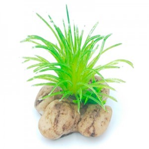 AD. PIEDRA C/PLANTA 1 6X6X6 CM.