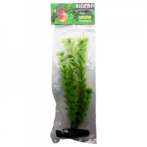 PLANTA AMBULIA 21 CM