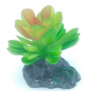 AD. SUCULENTA 2 7X7X6 CM.