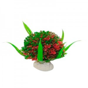 Planta Decorativa Arbusto Mini Chica
