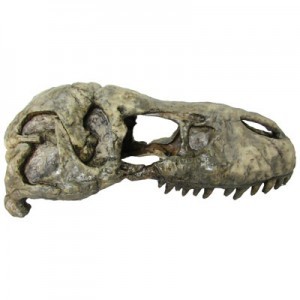CABEZA REX 23X12X11 CM.