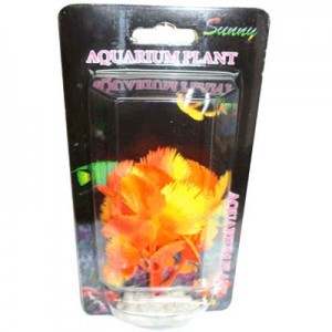 Planta S. Blister 10 Centimetros