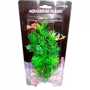 Planta S. Blister 20 Centimetros.