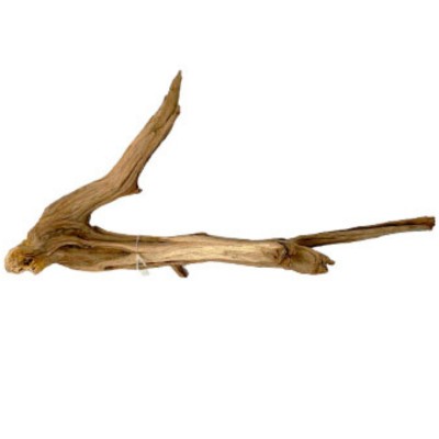 Raiz Manzanita Chica