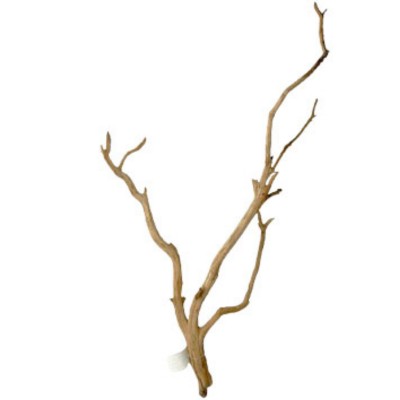 Raiz Manzanita Mediana