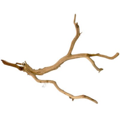 Raiz Manzanita Grande